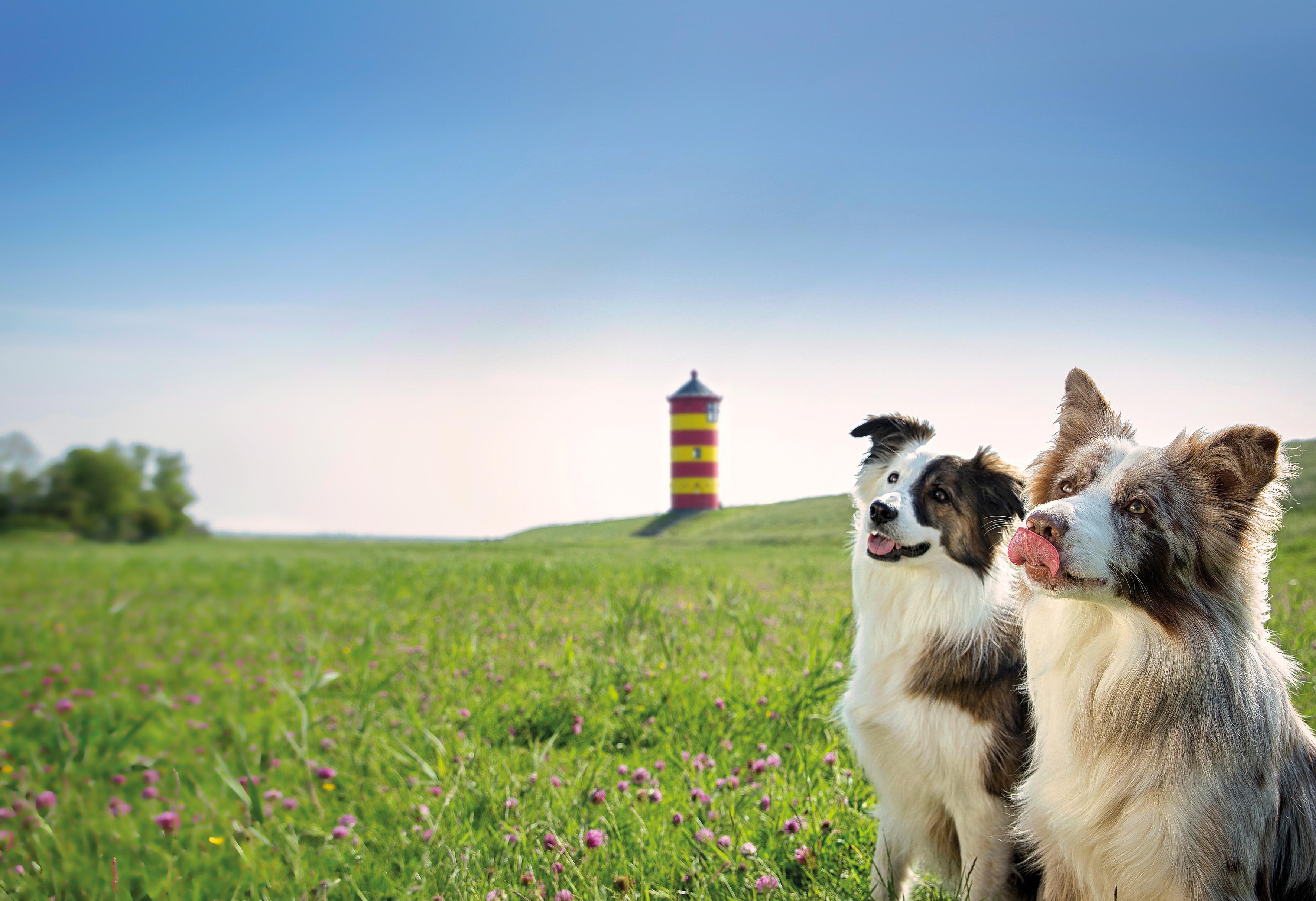 image - Landguth Heimtiernahrung GmbH